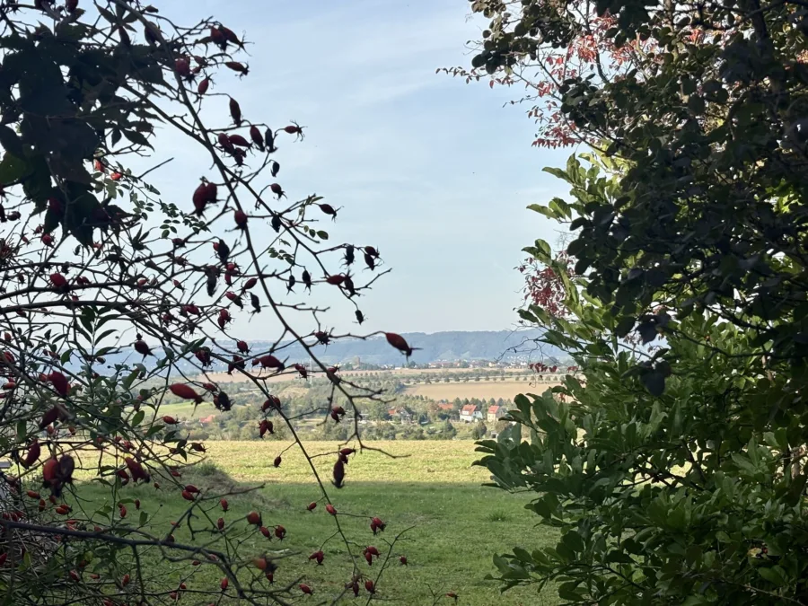 Blick